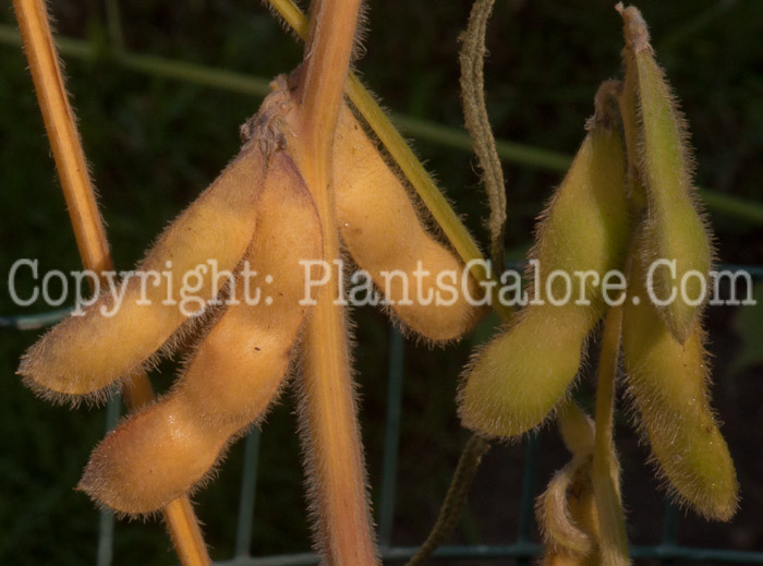 PGC-A-Glycine-max-aka-Soybean-1013-5