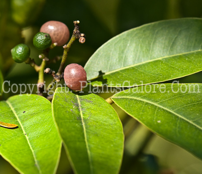 PGC-T-Glycosmis-pentaphylla-aka-Orangeberry-0214-3-3
