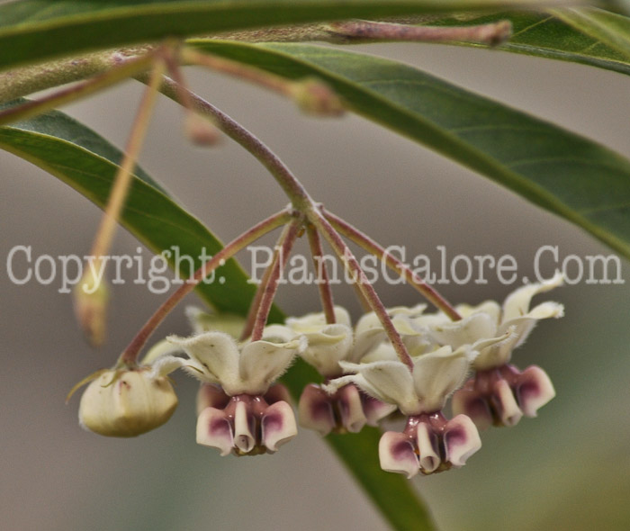 PGC-A-Gomphocarpus-physocarpus-aka-African-Milkweed-1-2