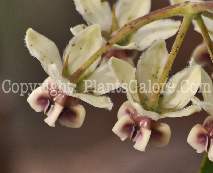 PGC-A-Gomphocarpus-physocarpus-aka-African-Milkweed-1-3