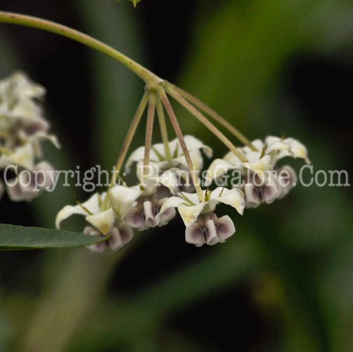 PGC-A-Gomphocarpus-physocarpus-aka-African-Milkweed-1-5