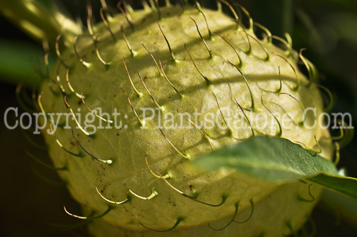 PGC-A-Gomphocarpus-physocarpus-aka-African-Milkweed-2-1