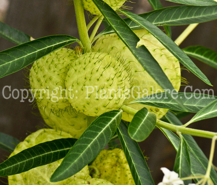 PGC-A-Gomphocarpus-physocarpus-aka-African-Milkweed-2-6