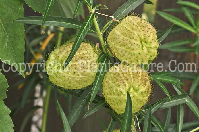PGC-A-Gomphocarpus-physocarpus-aka-African-Milkweed-2-7