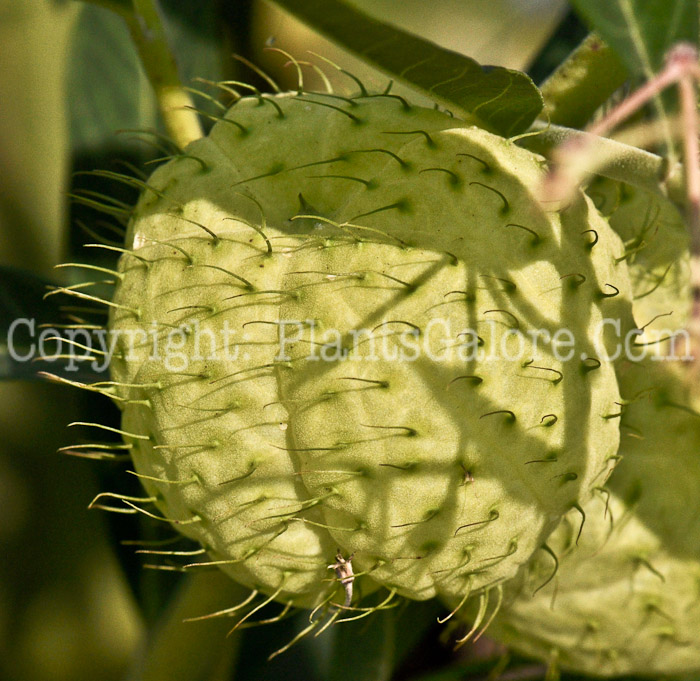 PGC-A-Gomphocarpus-physocarpus-aka-African-Milkweed-2-9