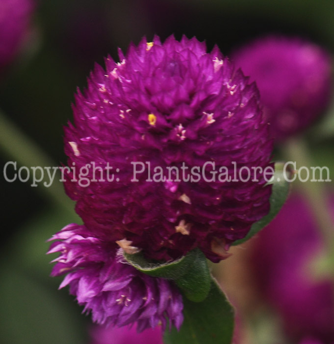 PGC-A-Gomphrena-All-Around-Purple-2010-002