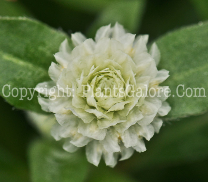 PGC-A-Gomphrena-Buddy-White-2011-01