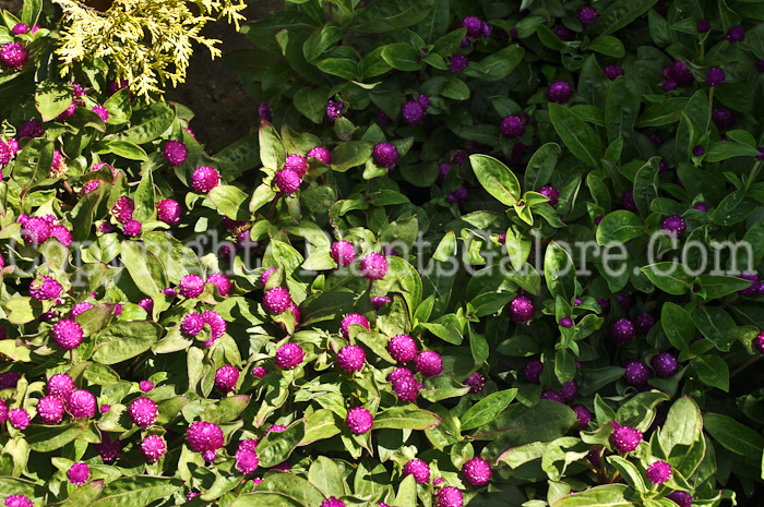 PGC-A-Gomphrena-Dwarf-Buddy-HLG-8-2011-001