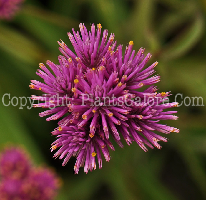 PGC-A-Gomphrena-Fireworks-2010-002