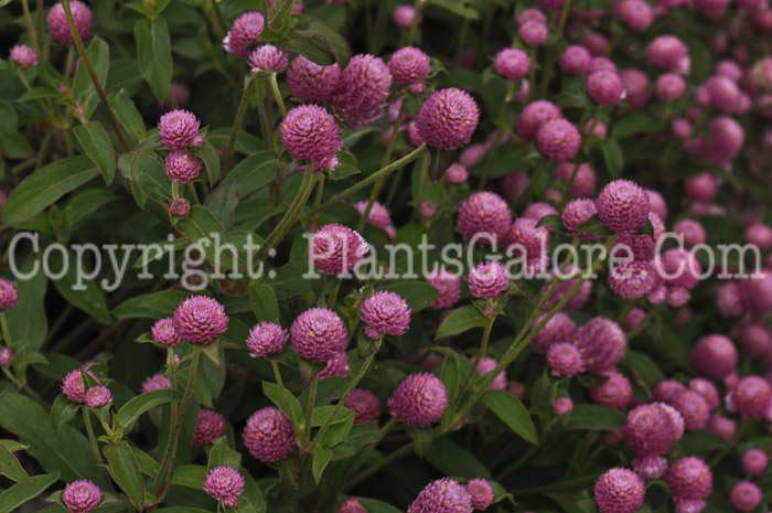 PGC-A-Gomphrena-Las-Vegas-Pink-2010-002