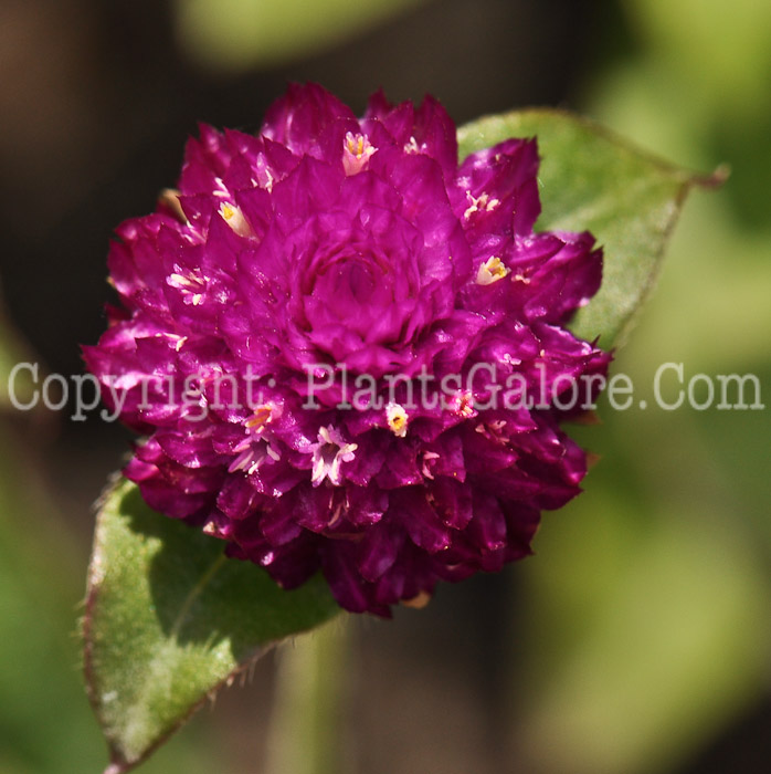 PGC-A-Gomphrena-Las-Vegas-Purple-2010-001