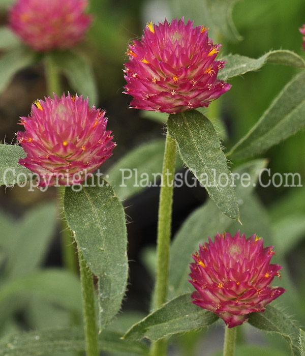 PGC-A-Gomphrena-QIS-Carmine-2010-002