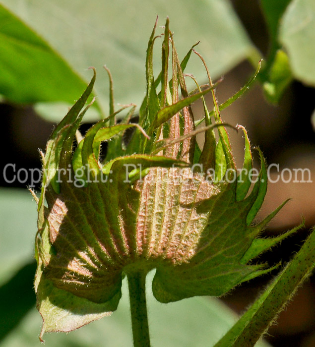 PGC-P-Gossypium-hirsutum-aka-Upland-Cotton-bud-1