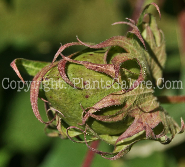 PGC-P-Gossypium-hirsutum-aka-Upland-Cotton-bud-2