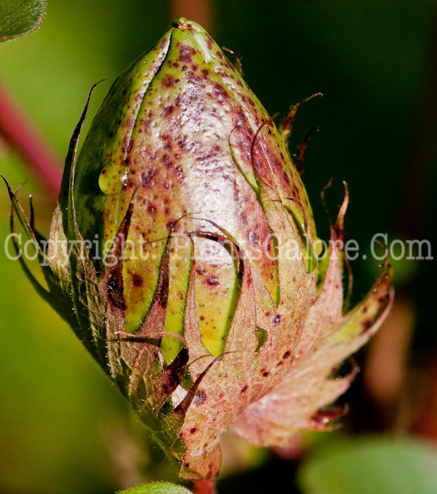 PGC-P-Gossypium-hirsutum-aka-Upland-Cotton-bud-3