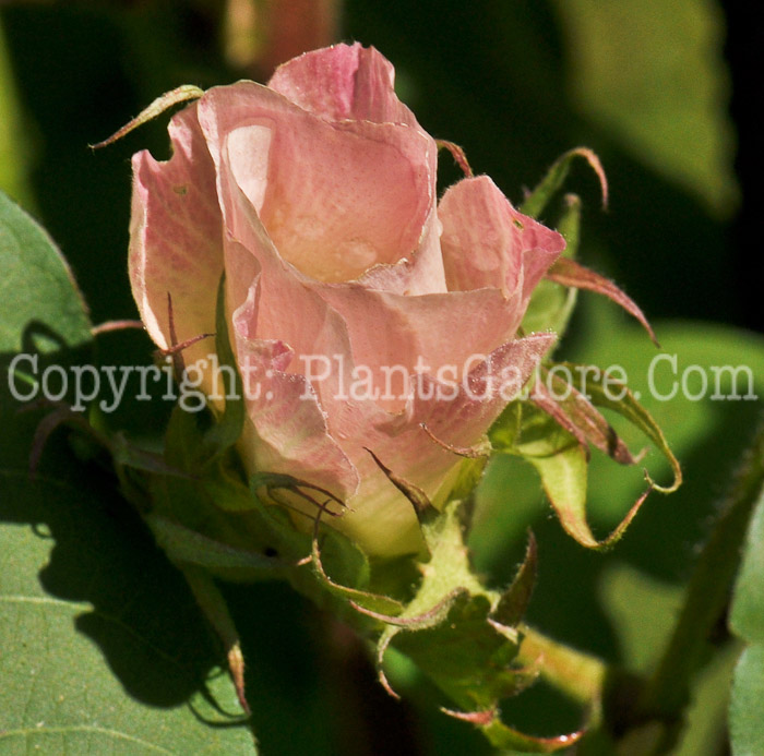 PGC-P-Gossypium-hirsutum-aka-Upland-Cotton-flower-1