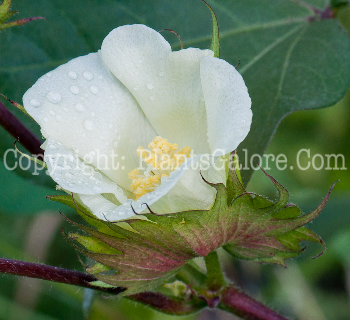 PGC-P-Gossypium-hirsutum-aka-Upland-Cotton-flower-10