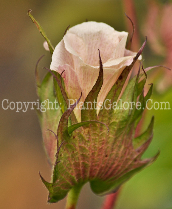 PGC-P-Gossypium-hirsutum-aka-Upland-Cotton-flower-2