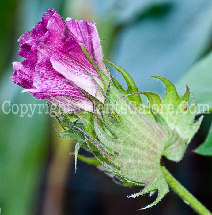 PGC-P-Gossypium-hirsutum-aka-Upland-Cotton-flower-6