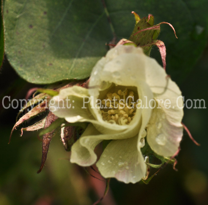 PGC-P-Gossypium-hirsutum-aka-Upland-Cotton-flower-7