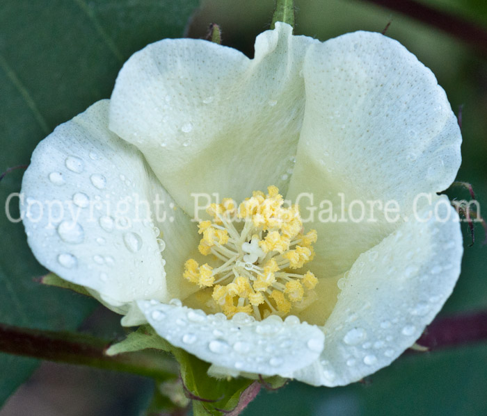PGC-P-Gossypium-hirsutum-aka-Upland-Cotton-flower-8