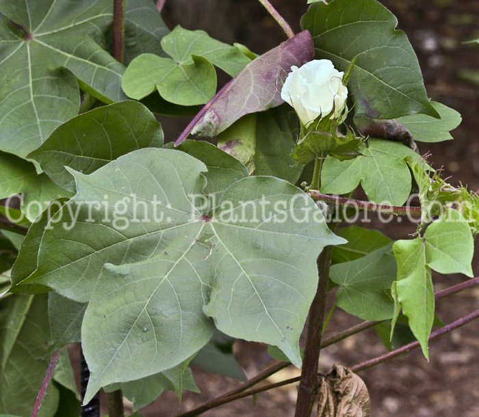 PGC-P-Gossypium-hirsutum-aka-Upland-Cotton-leaf-2