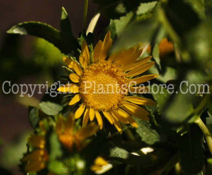 PGC-P-Grindelia-squarrosa-aka-Gum-Weed-2012-3