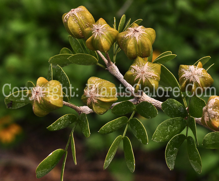 PGC-T-Guaiacum-sanctum-aka-Lignum-Vitae-2013-3