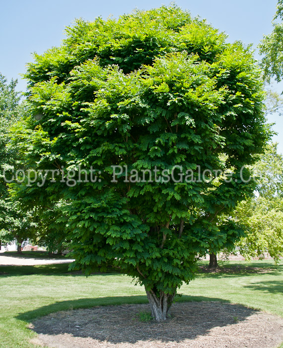 PGC-T-Gymnocladus-dioicus-Compacta-aka-Kentucky-Coffeetree-0614b-1
