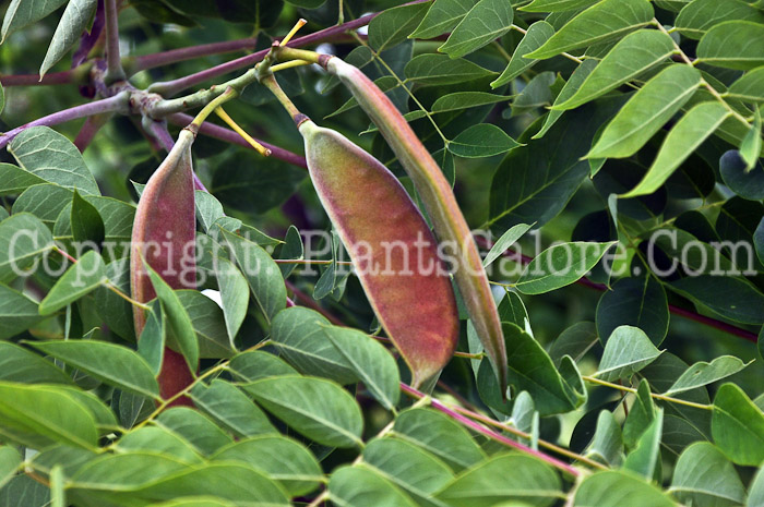 PGC-T-Gymnocladus-dioicus-aka-Kentucky-Coffee-fruit-1