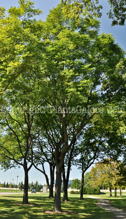 PGC-T-Gymnocladus-dioicus-aka-Kentucky-Coffee-tree-2