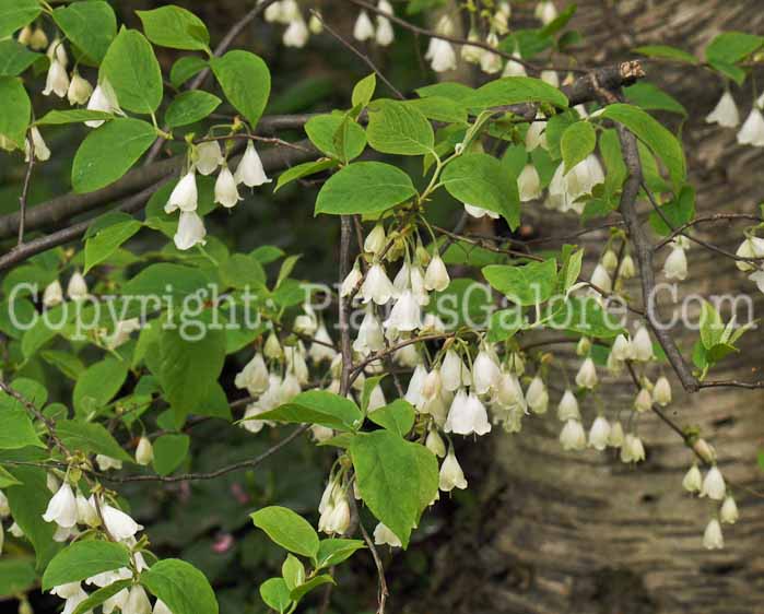 PGC-T-Halesia-monticola-aka-Mountain-Silverbell-11