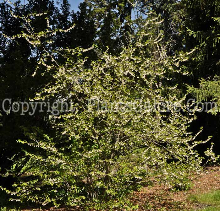 PGC-T-Halesia-monticola-aka-Mountain-Silverbell-14