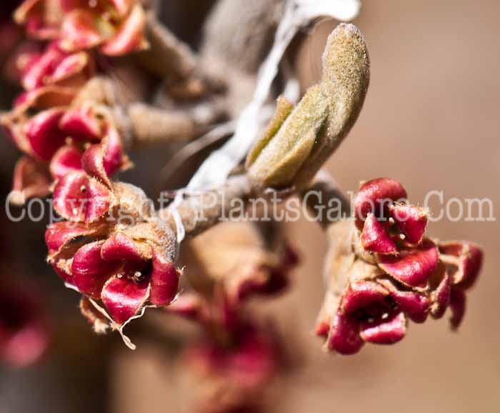 PGC-S-Hamamelis-Amethyst-aka-Witchhazel-0514g-1