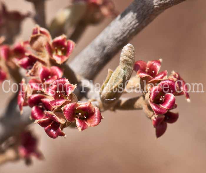 PGC-S-Hamamelis-Amethyst-aka-Witchhazel-0514g-5