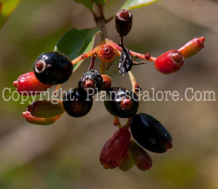 PGC-S-Hamelia-patens-aka-Firebush-0214-1