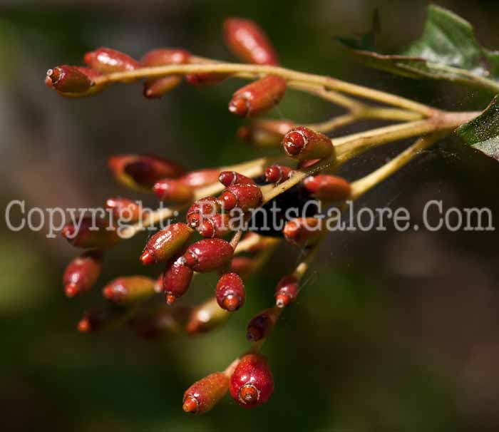 PGC-S-Hamelia-patens-aka-Firebush-0214-2