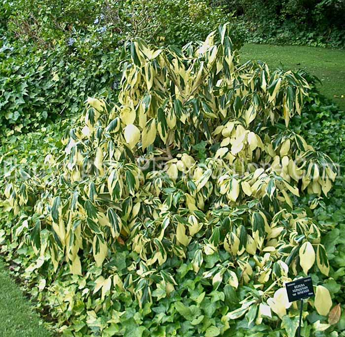 PGC-V-Hedera-napalensis-var-sinensis-dd-1