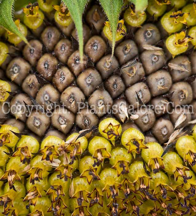 PGC-P-Helianthus-annuus-Premier-Lemon-0714-2