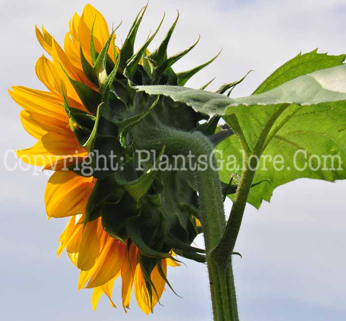 PGC-P-Helianthus-anuum-aka-Sunflower-713-1