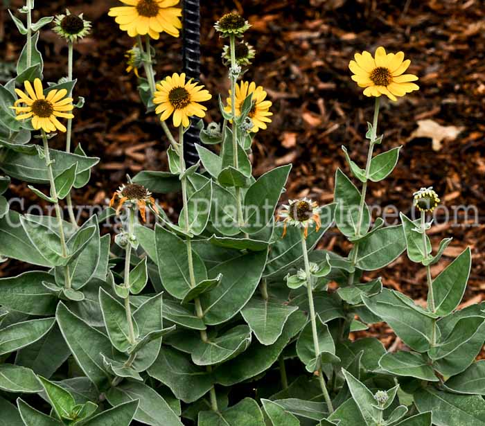 PGC-P-Helianthus-mollis-aka-Downy-Sunflower-1
