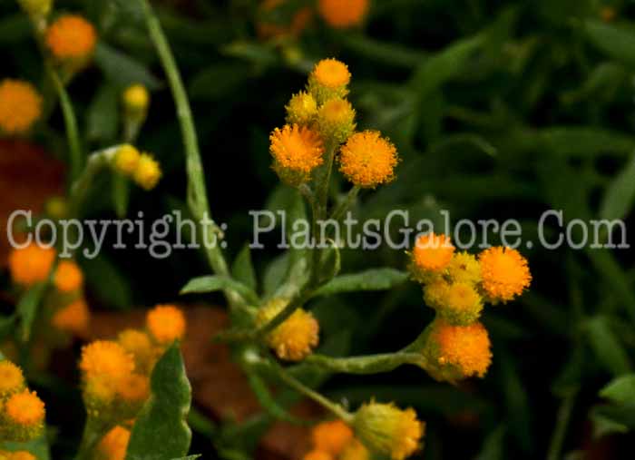 PGC-A-Helichrysum-Silver-Leaf-Yellow-2012-2