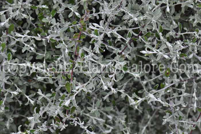PGC-A-Helichrysum-Silverstar-813-1