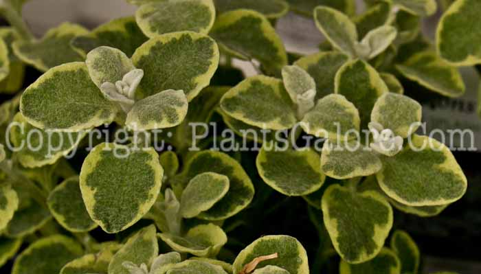 PGC-A-Helichrysum-petiolare-Licorice-Splash-05-12-1
