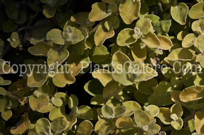 PGC-A-Helichrysum-petiolare-Limelight-2011-01