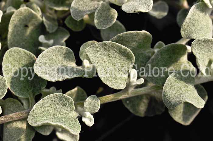 PGC-A-Helichrysum-thianschanicum-White-Licorice-licorice-plant-1-2010