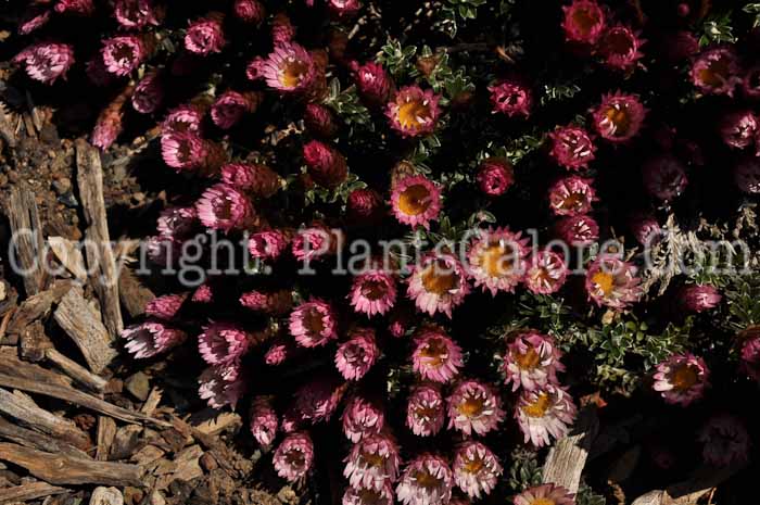 PGC-P-Helichrysum-retortoides-04-2012-2