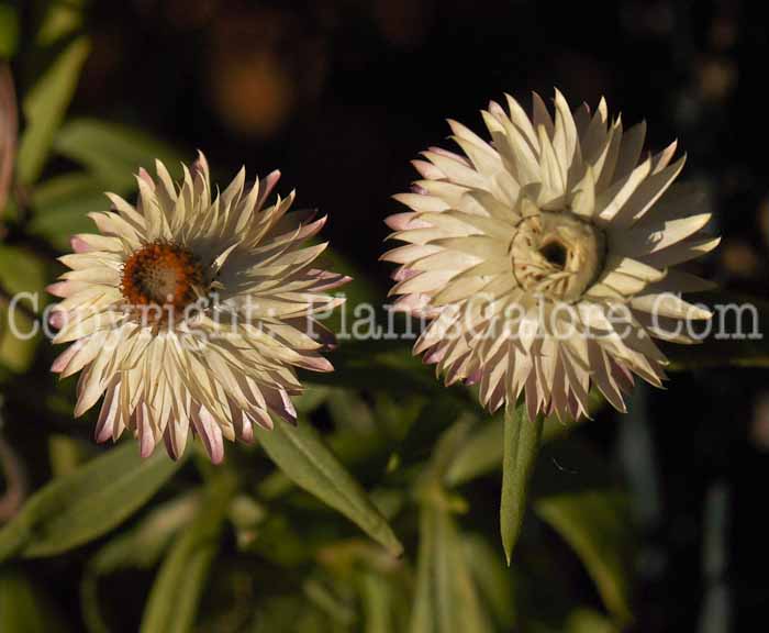 PGC-A-Helichrysum-bracteatum-j7j-2010-0003