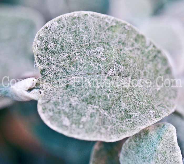 PGC-A-Helichrysum-petiolare-2011-05-002