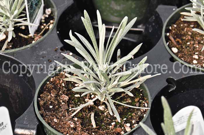 PGC-A-Helichrysum-thianschanicum-Icicles-licorice-plant-2-2010
